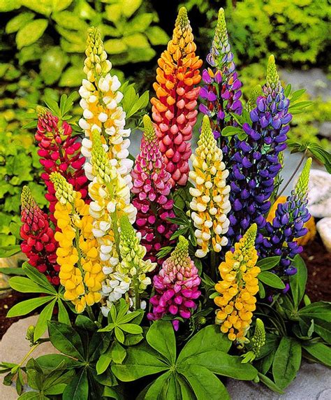 Flower Seeds Lupine from Ukraine perennials 1172