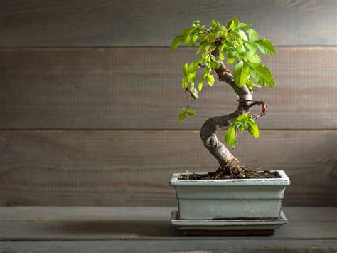 The 6 Best Indoor Bonsai Tree Types & How To Care For Them