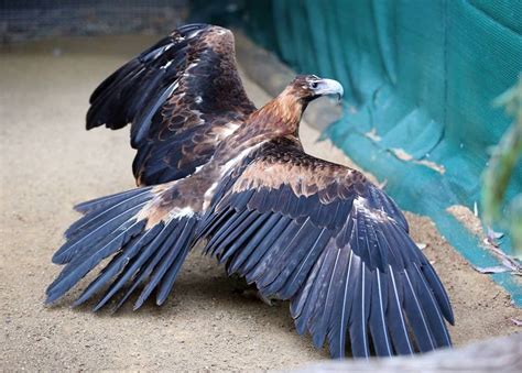 Injured and unable to go back to the wild, this Wedge-tailed eagle is ...