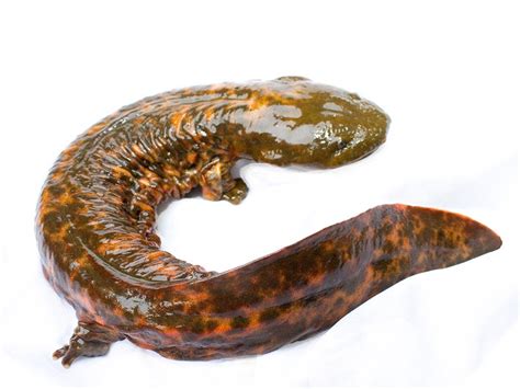 Saving the Eastern Hellbender | Earthjustice