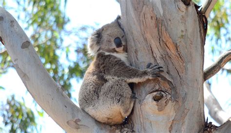 Koalas are always sleeping, right? WRONG. | Echidna Walkabout Tours