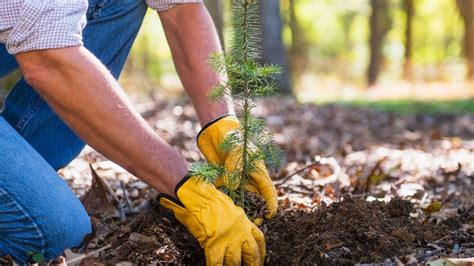 Free tree? Why we can't plant our way out of a climate crisis