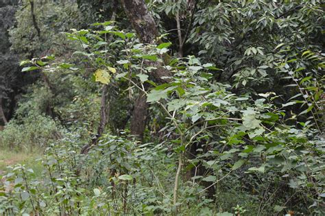 Solanum torvum (Introduced) – eFlora of India