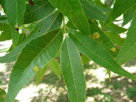 Pecan leaf phylloxera | Local News | timesenterprise.com