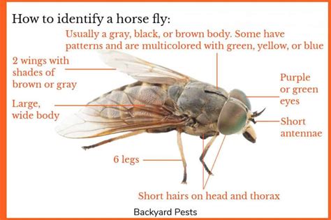 Horse Flies: Identify Them | Find Them | Get Rid Of Them - Backyard Pests