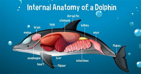 Internal Anatomy of a Dolphin with label 1988651 Vector Art at Vecteezy