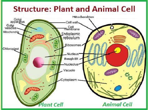 Top 102 + The structure of plant and animal cell - Lestwinsonline.com