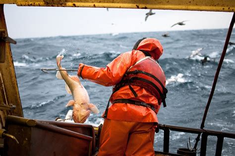 Longline fisherman bringing in a Pacific Cod fish in the Bering Sea ...