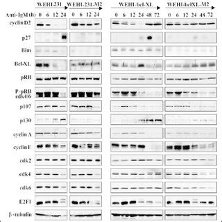 Effects of B-cell receptor activation on expression of cell cycle and ...