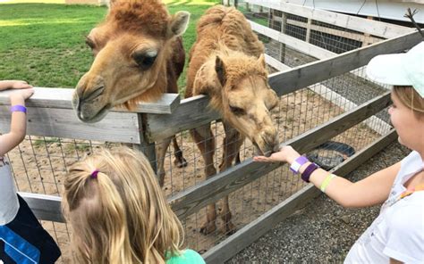 30 Incredible Animal Farms & Petting Zoos for Kids in West Michigan ...