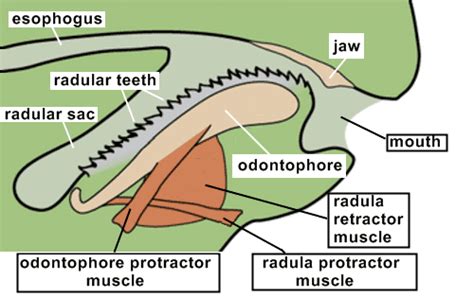 Radula - Alchetron, The Free Social Encyclopedia