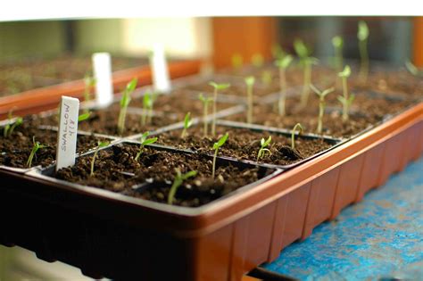 Tips for Growing Tomato Plants From Seed