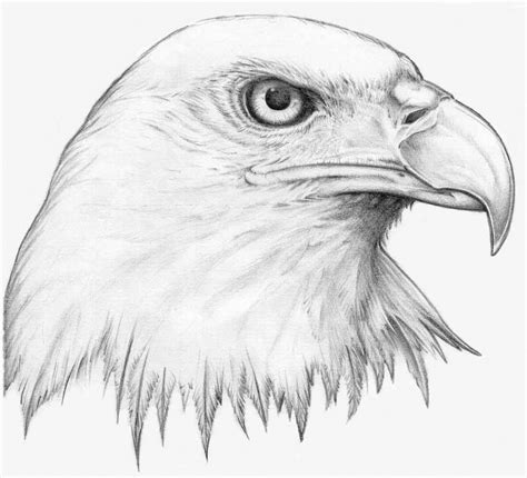 Eagle Drawing For Kids at GetDrawings | Free download