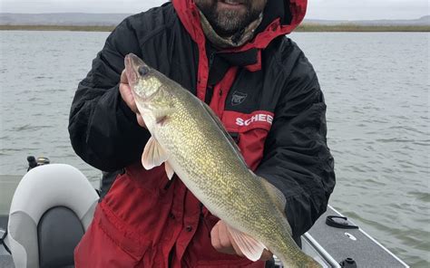 Missouri River Fishing Report-October 12th,2018 - Mike Peluso Outdoors