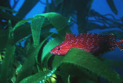 Giant Kelpfish Photograph by Georgette Douwma - Pixels