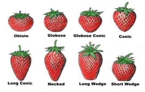 Crop Guide: Strawberry | Haifa Group