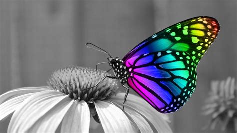 Cute Butterfly HD Wallpaper - Live Wallpaper HD