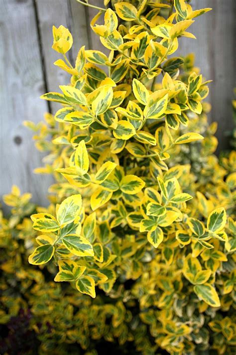 30 Shrubs That Grow in Shade