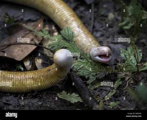 Giant Amphisbaena, aka Giant Worm-lizard (Amphisbaena alba), in ...