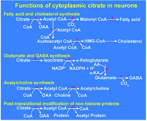 Functions of citrate in the cytoplasm of neurons. The enzymes listed ...