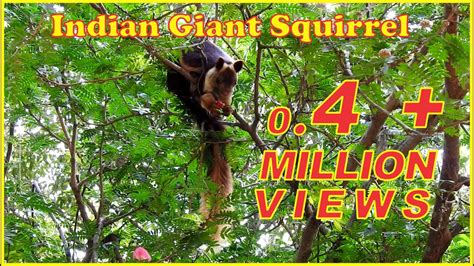 Indian Giant Squirrel, approx 3 ft baby , Sóc khổng lồ Ấn Độ, กระรอก ...