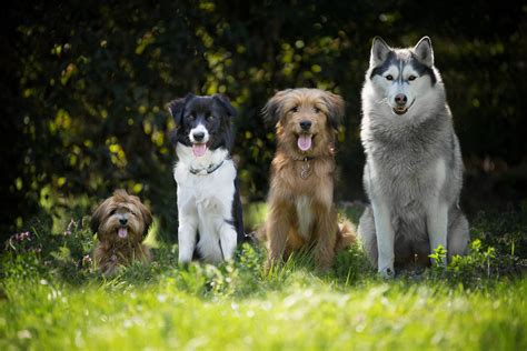 Welpen | Welpenkurs I Welpenschule der Rhein-Neckar Dogs