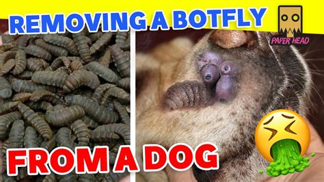 bot fly |botfly treatment |botfly larvae removal|botfly dog|botfly ...