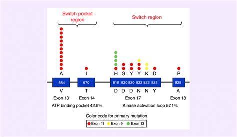 Multiple secondary KIT mutations in patients with gastrointestinal ...