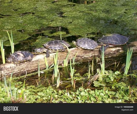 Group Turtles Walking Image & Photo (Free Trial) | Bigstock