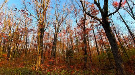 Fall Color Finder: How colorful is Minnesota's foliage? - KSTP.com 5 ...