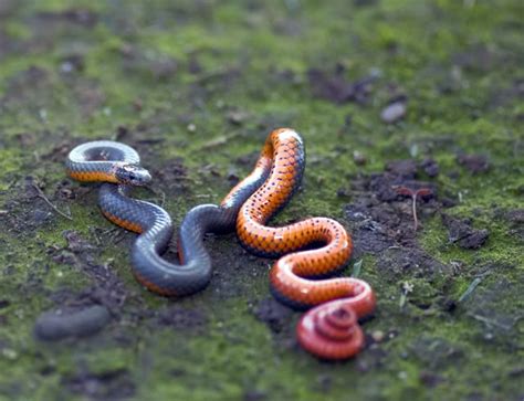 Ringneck Snake Facts, Habitat, Diet, Life Cycle, Baby, Pictures