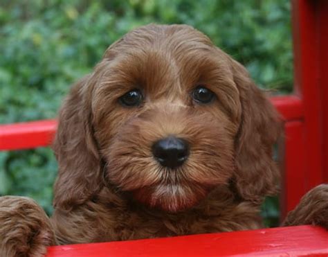 apricot mini labradoodle puppy available in oregon - Pacific Rim ...