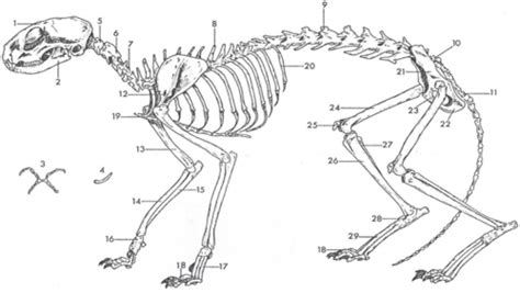 Cat Skeleton (Diagram) Flashcards | Quizlet