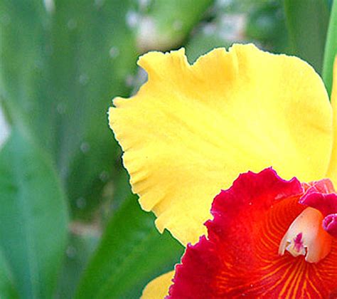 How to care for tropical orchids - Stabroek News