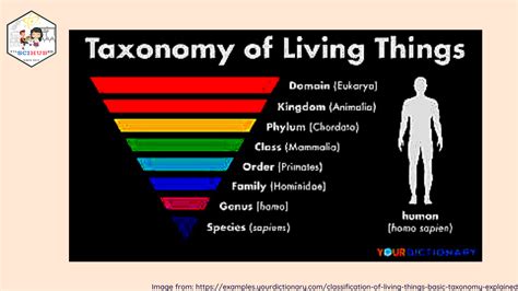 [BIOLOGY] Levels of Classification: Phylum, Class, Order, Family, Genus ...