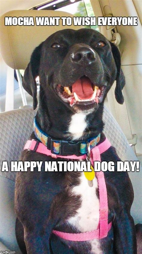 Image tagged in national dog day,dog,day,national - Imgflip