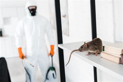 Cost of Mice Extermination: What to Know | Reliant Pest Management