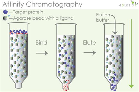 Chromatography Column Diagram