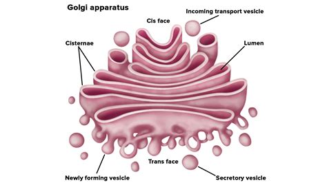 Explain the structure of Golgi bodies as seen in plant and animal cells.