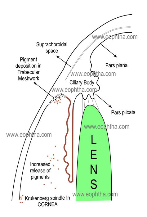 Sei Collaboratore Negare layers of ciliary body Nube gruppo musicale Gomma