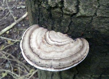 Edible Bracket Fungi List | Mushroom Pictures, Spores, Etc