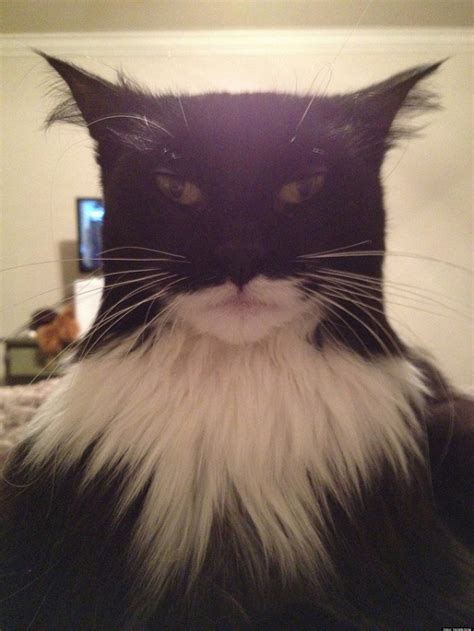 This Cat Looks Like Batman (PHOTO)