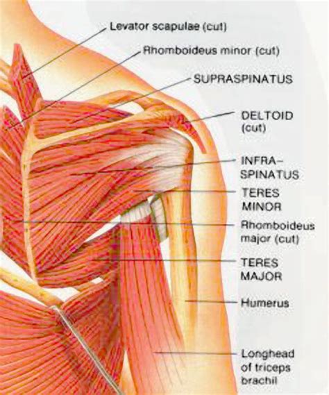 16+ Shoulder Muscles Anatomy Posterior Pics | altravoceilblog