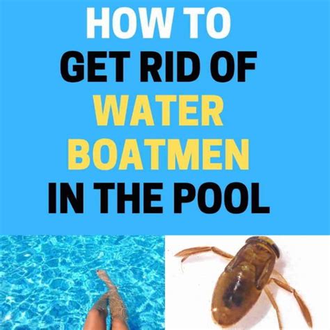 How To Get Rid Of Water Mites In Pool - poolhj