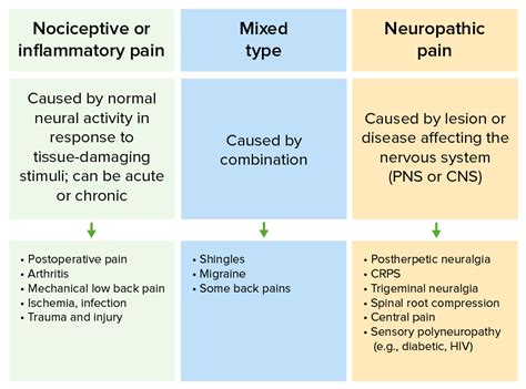 Physiology Of The Pain Pathway Types Referred Pain | Images and Photos ...