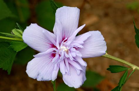 12 Rose of Sharon Varieties for Your Landscape