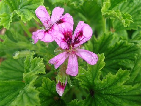 Love, Joy and Peas: Rainy Day Flowers: This Week in My Maryland Garden