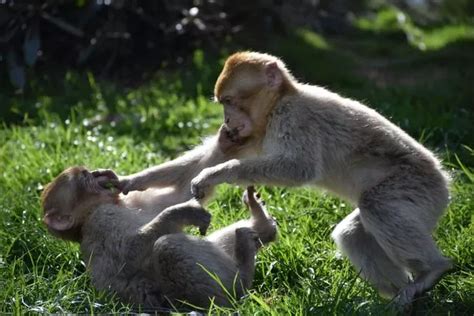 Bask in the summer sun with the Barbary macaques at Trentham monkey ...