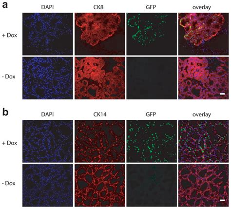 Longitudinal analysis of mammogenesis using a novel tetracycline ...