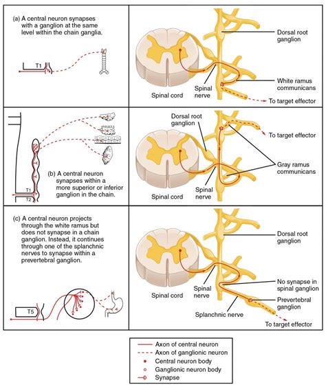 Divisiones del sistema nervioso autónomo | Anatomía y fisiología I | bend